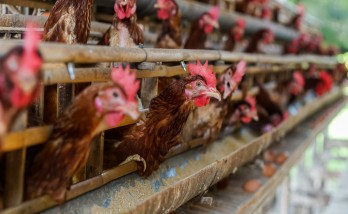 Kafessiz Türkiye hareketine Türkiye’nin köklü markaları da imza atıyor
