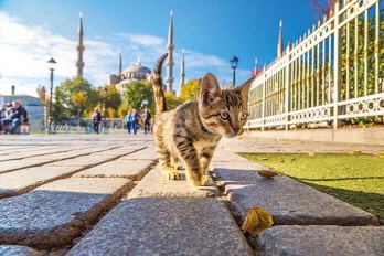 İstanbul’a gelen turist sayısı  ilk 5 ayda yüzde 50 artarak 5 milyonu aştı.  Yıl sonu hedefi, 13 milyon!
